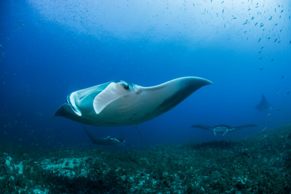 Open Trip 3D2N Labuan Bajo - Image 2