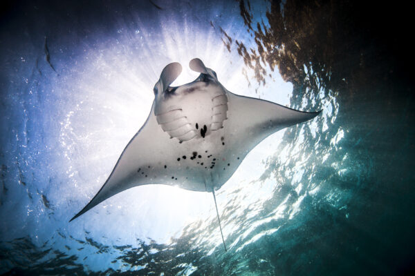 OPEN TRIP LABUAN BAJO KOMODO 4D3N - Image 2